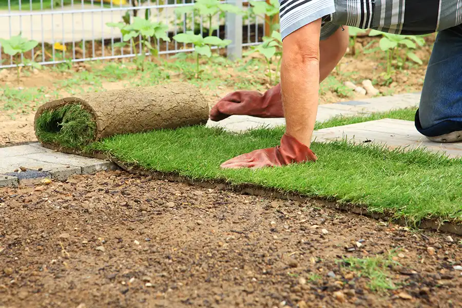 How to lay sod over existing lawn in Lee's Summit, MO