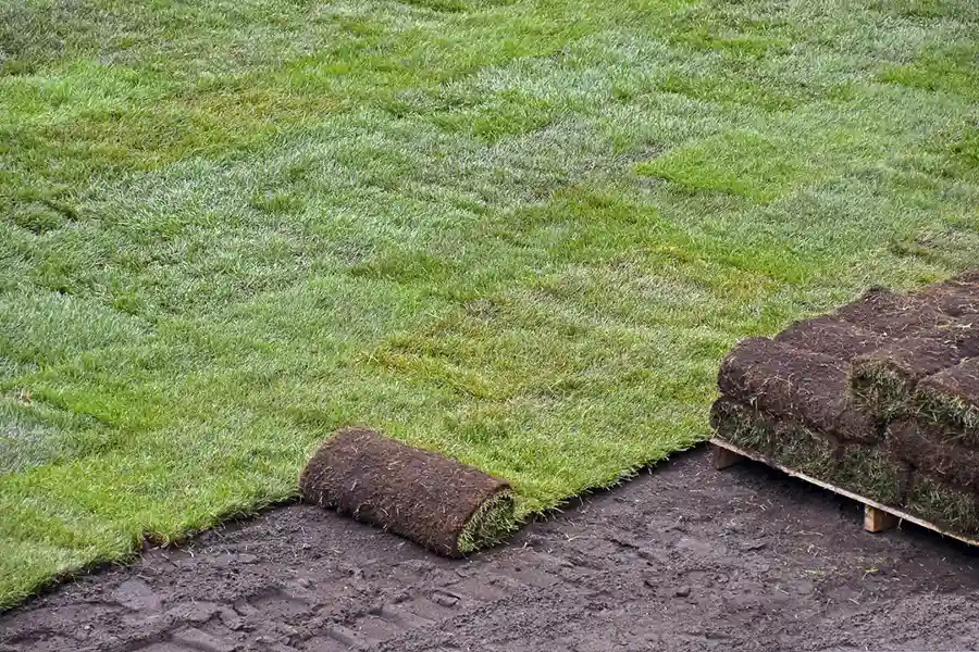 Best Sod Installation in Lee's Summit, MO