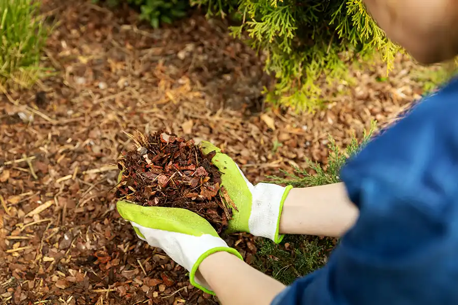 What does mulch do in Lee's Summit, MO